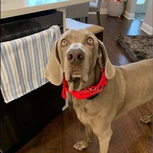 Meet your Posher, Will